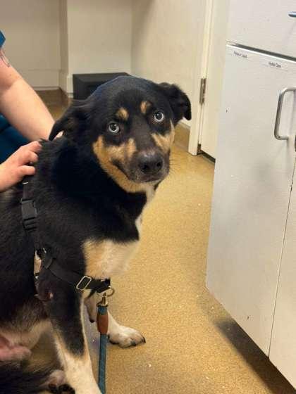 Spyro — thumbnail 2