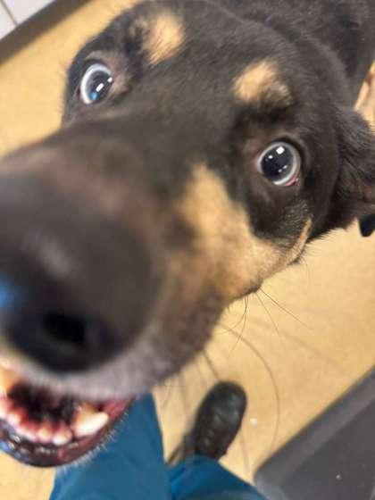 Spyro — thumbnail 3