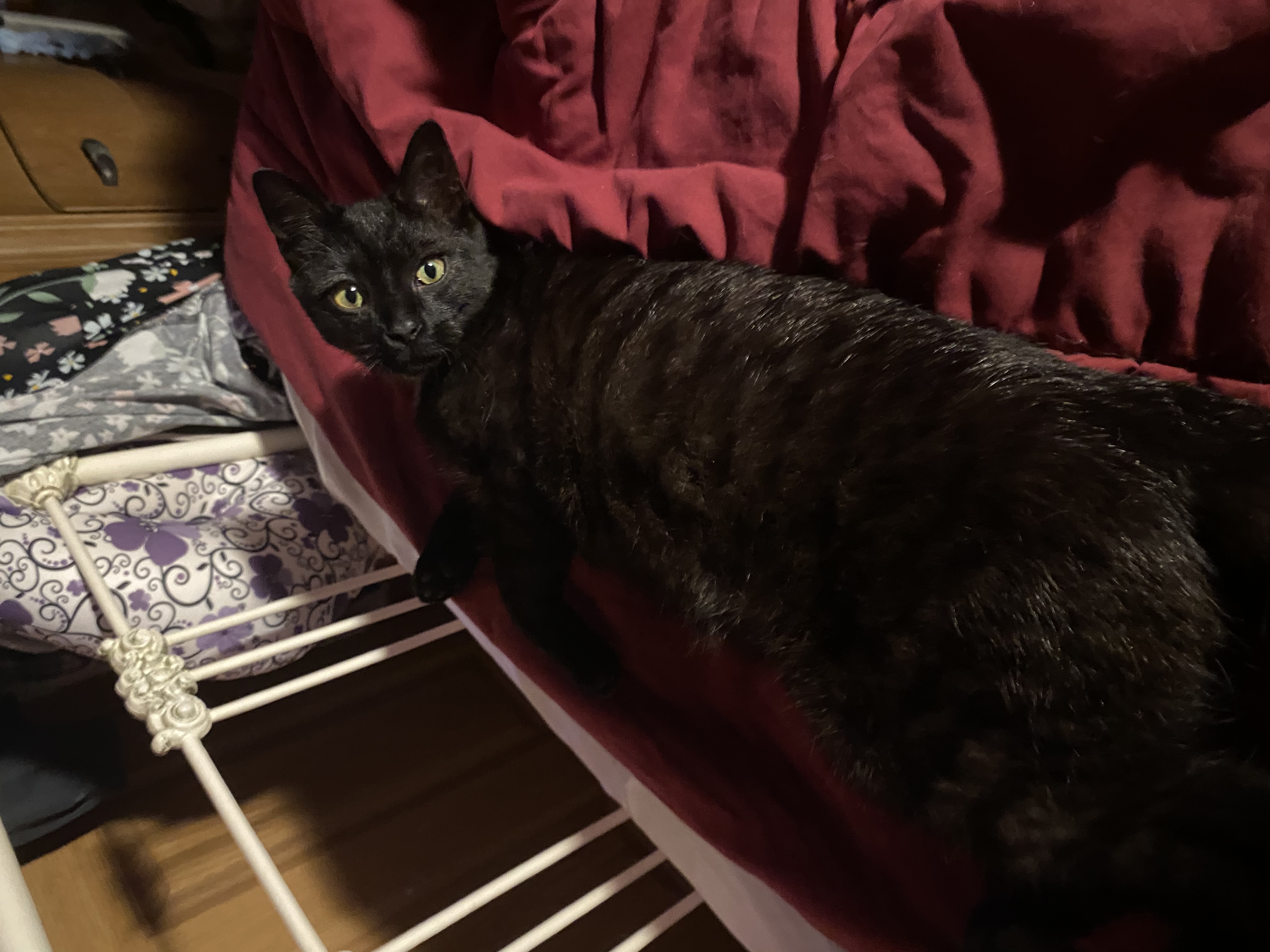 Bourbon, a Adopted Domestic Short Hair in Stockbridge, MI image 5/5