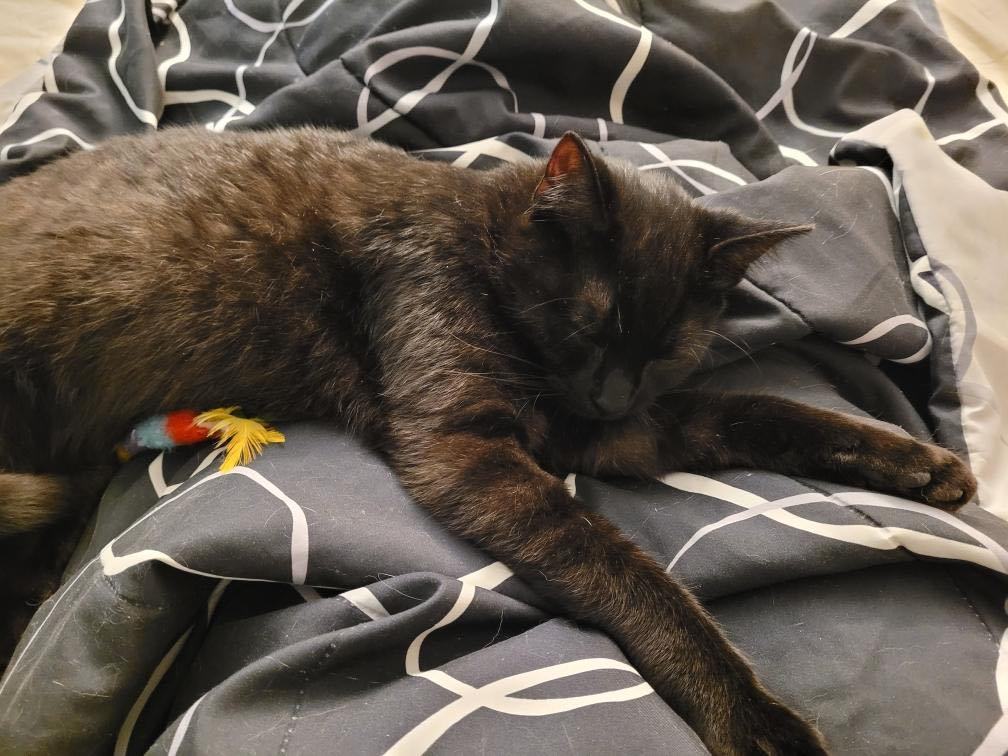 Bourbon, a Adopted Domestic Short Hair in Stockbridge, MI image 2/5