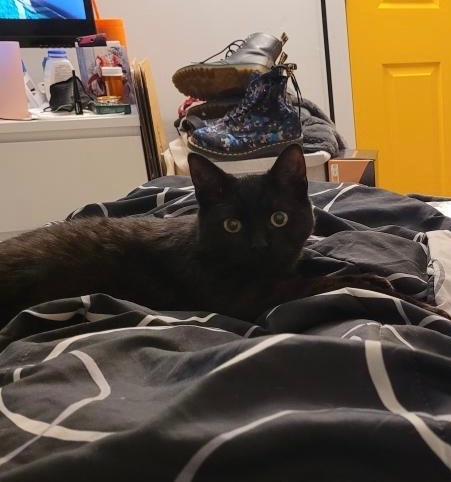 Bourbon, a Adopted Domestic Short Hair in Stockbridge, MI image 3/5