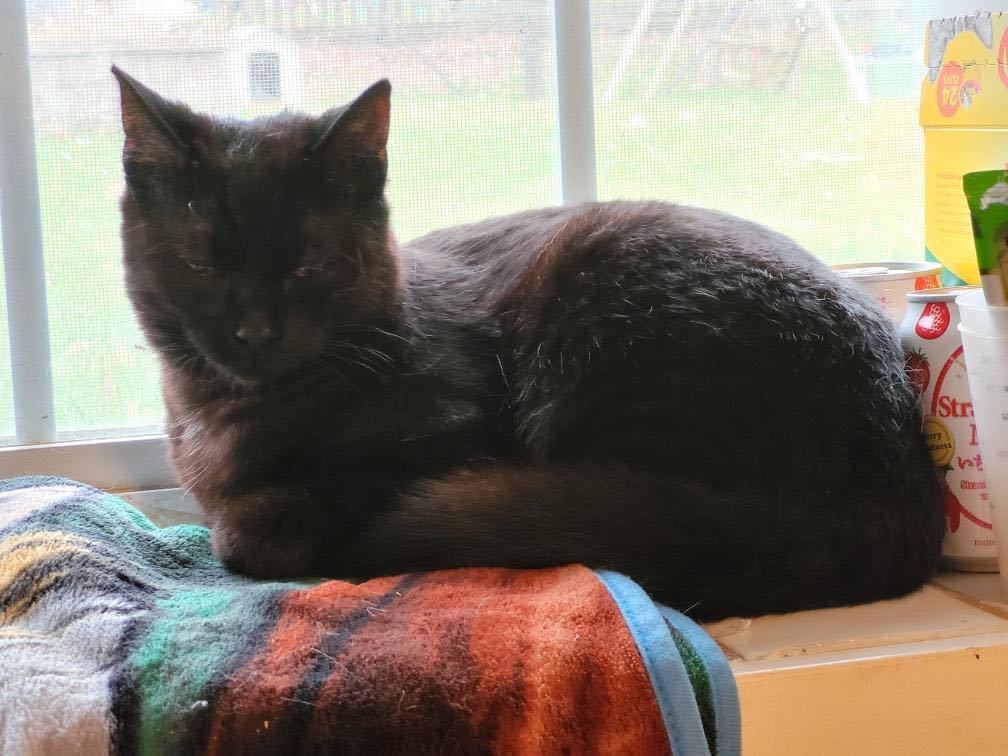 Bourbon, a Adopted Domestic Short Hair in Stockbridge, MI image 4/5