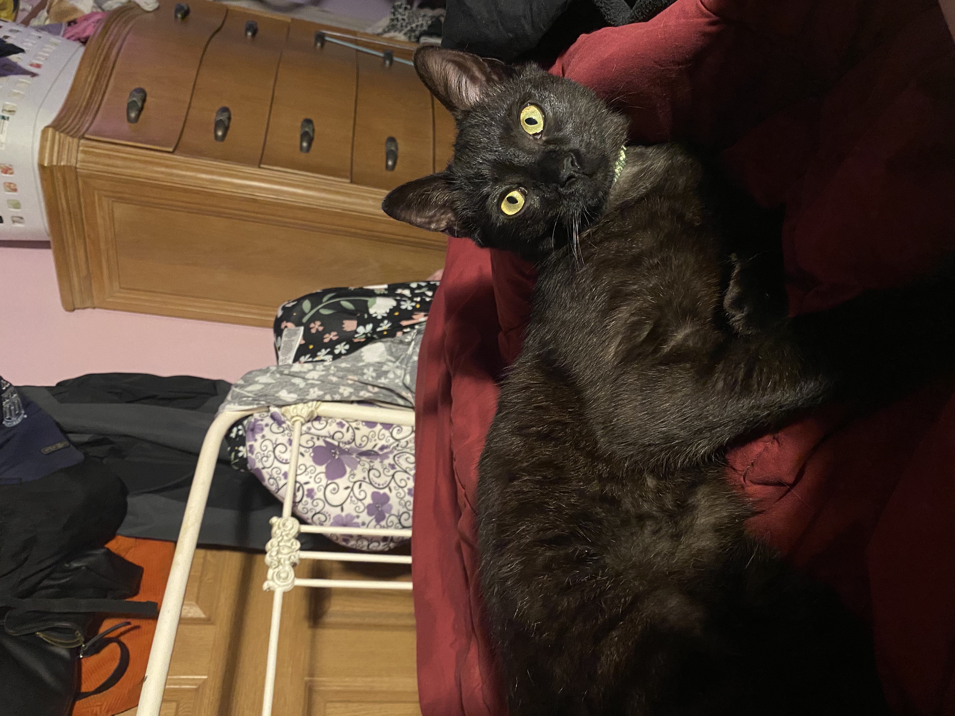 Bourbon, Adopted, Young Male Domestic Short Hair.