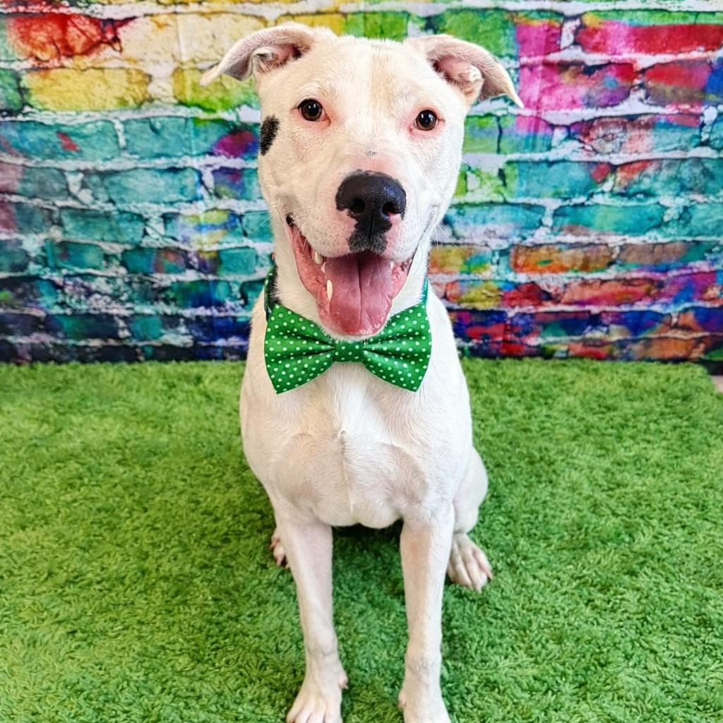 Wyatt, Adoptable, Young Male Mixed Breed.