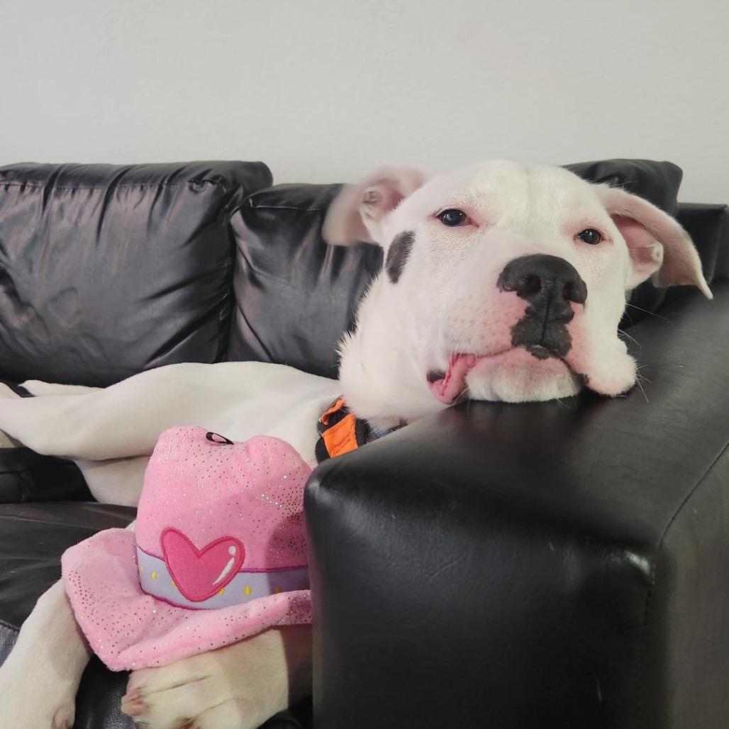 Wyatt, Adoptable, Young Male Mixed Breed.