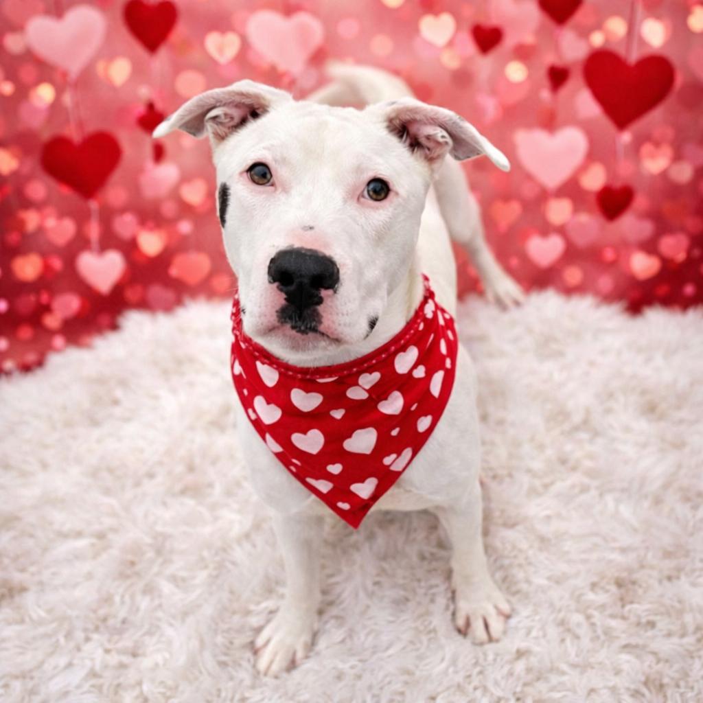 Wyatt — thumbnail 3