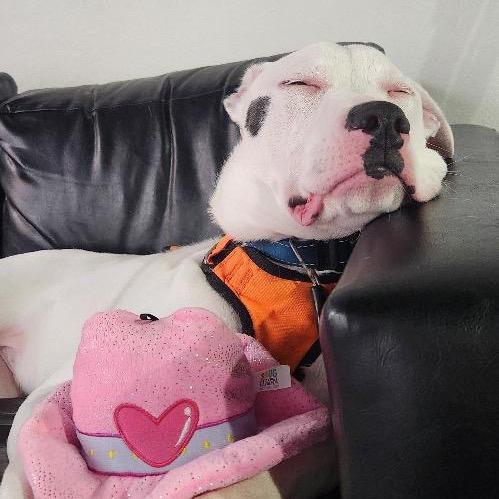 Wyatt — thumbnail 4