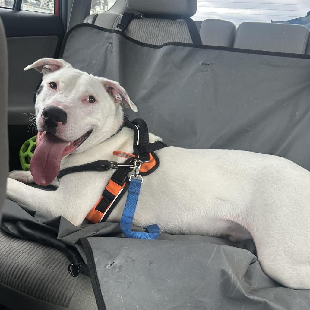 Wyatt — thumbnail 5