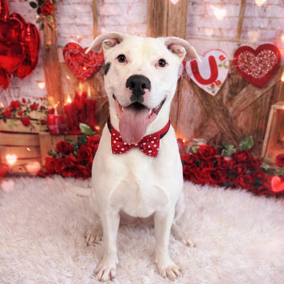 Wyatt — thumbnail 6