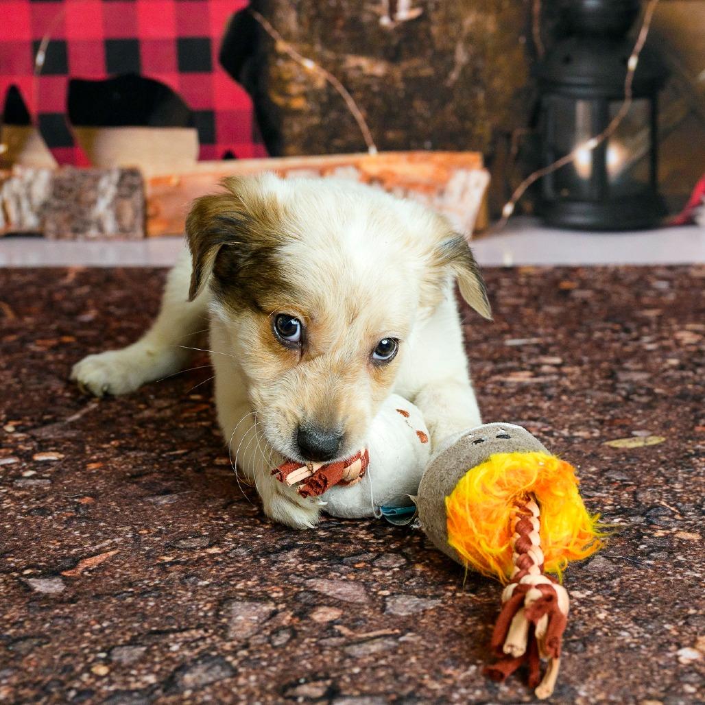 16 (2026) Graham, Adoptable, Puppy Male Cattle Dog.
