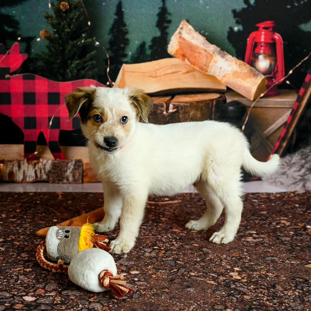 Enlarge 16 (2026) Graham, a Adoptable Cattle Dog in Parker, CO image 2/6