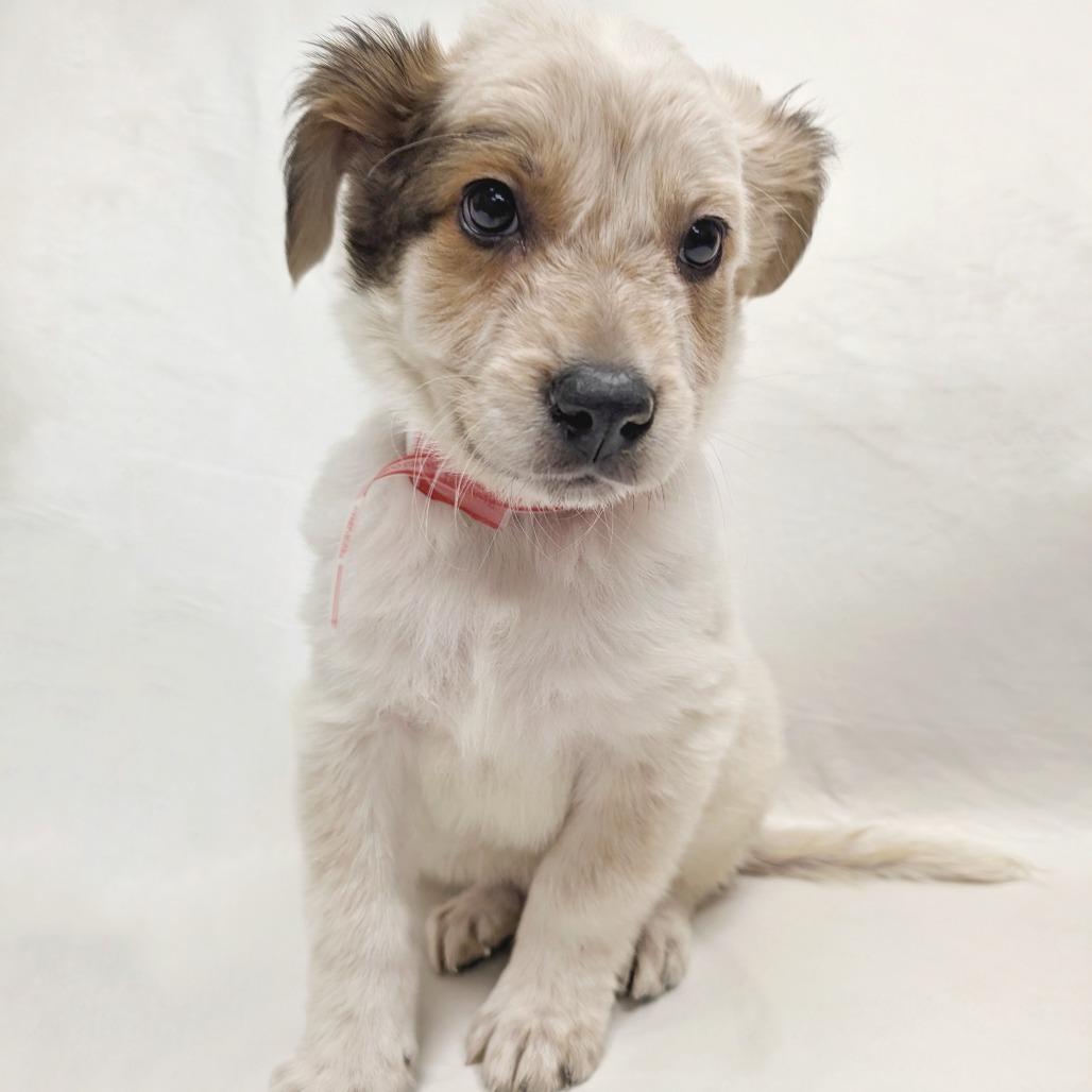 16 (2026), Adoptable, Puppy Male Cattle Dog.
