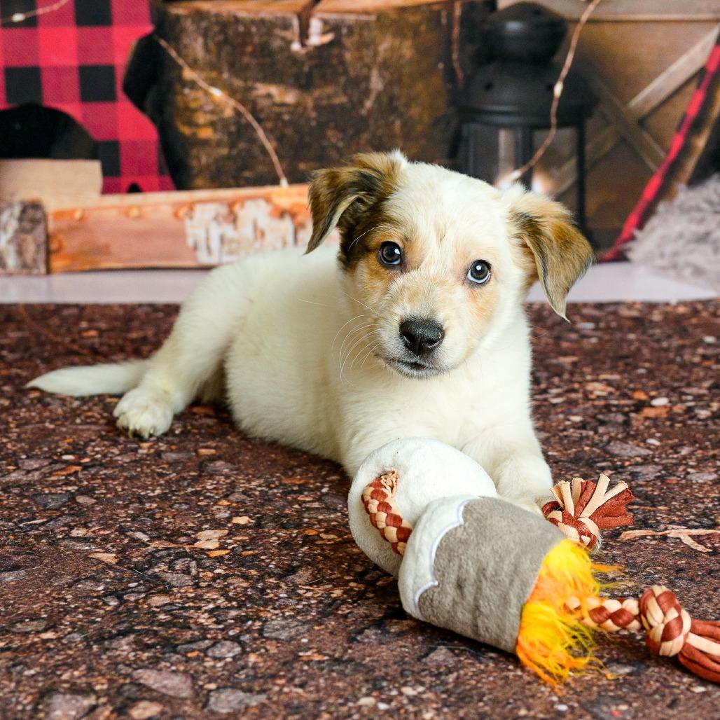 Enlarge 16 (2026) Graham, a Adoptable Cattle Dog in Parker, CO image 5/6