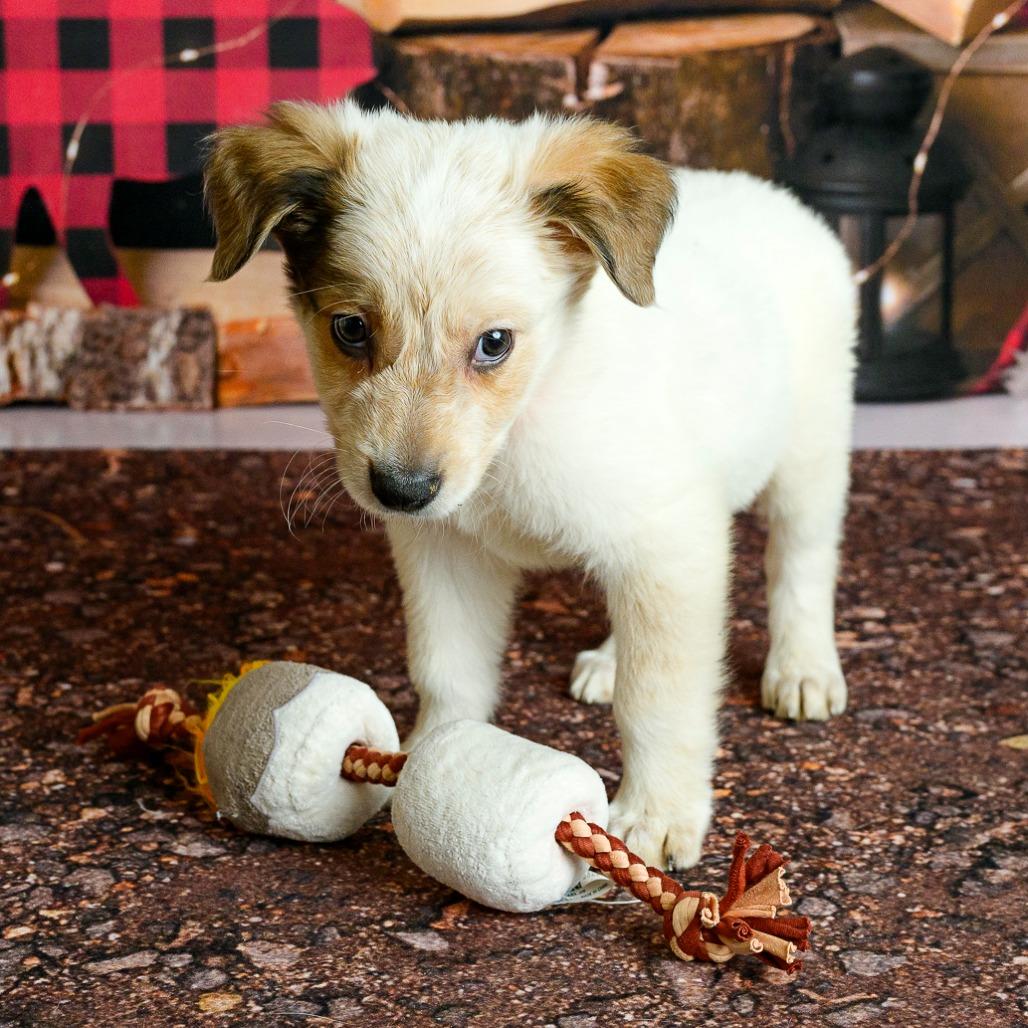 Enlarge 16 (2026) Graham, a Adoptable Cattle Dog in Parker, CO image 6/6