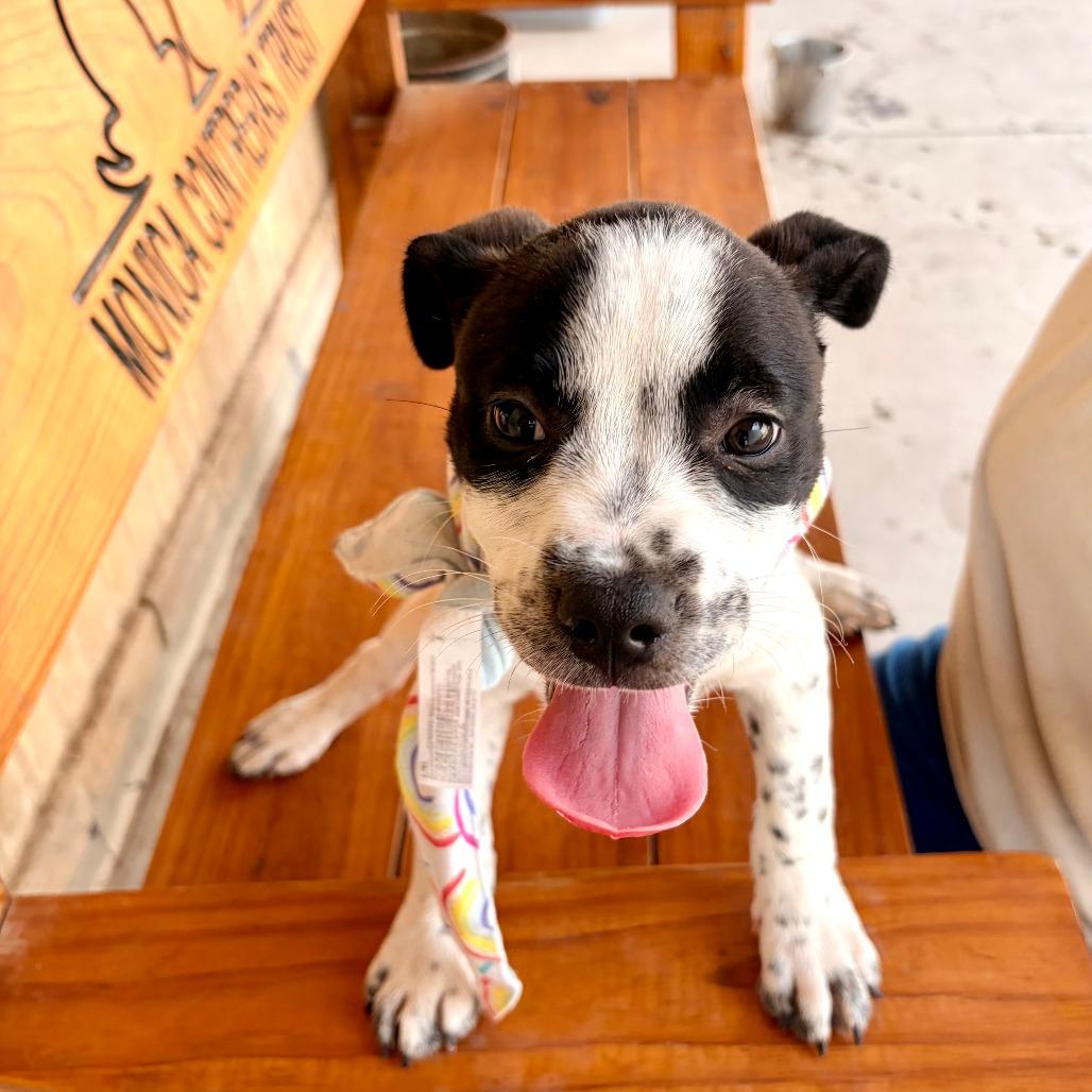 Kona, Adoptable, Puppy Female Pit Bull Terrier & Mixed Breed.