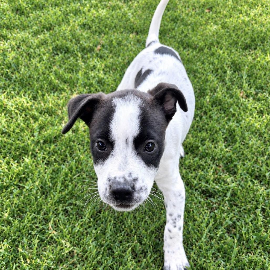 Enlarge Kona, a Adoptable mixed breed in Laredo, TX image 2/5