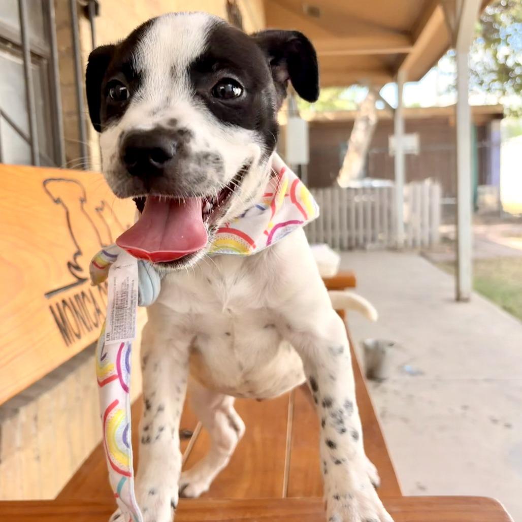 Enlarge Kona, a Adoptable mixed breed in Laredo, TX image 3/5