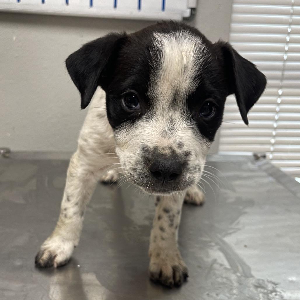 Enlarge Kona, a Adoptable mixed breed in Laredo, TX image 4/5
