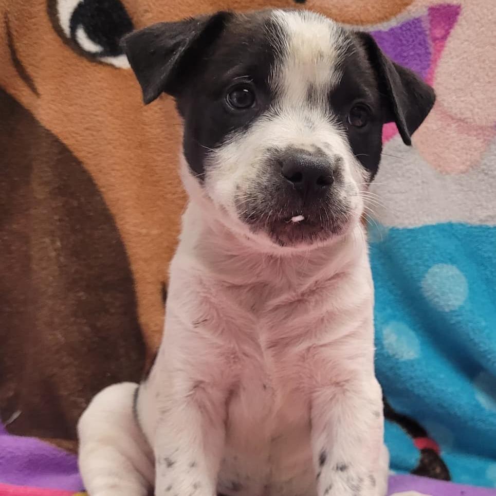 Enlarge Kona, a Adoptable mixed breed in Laredo, TX image 5/5