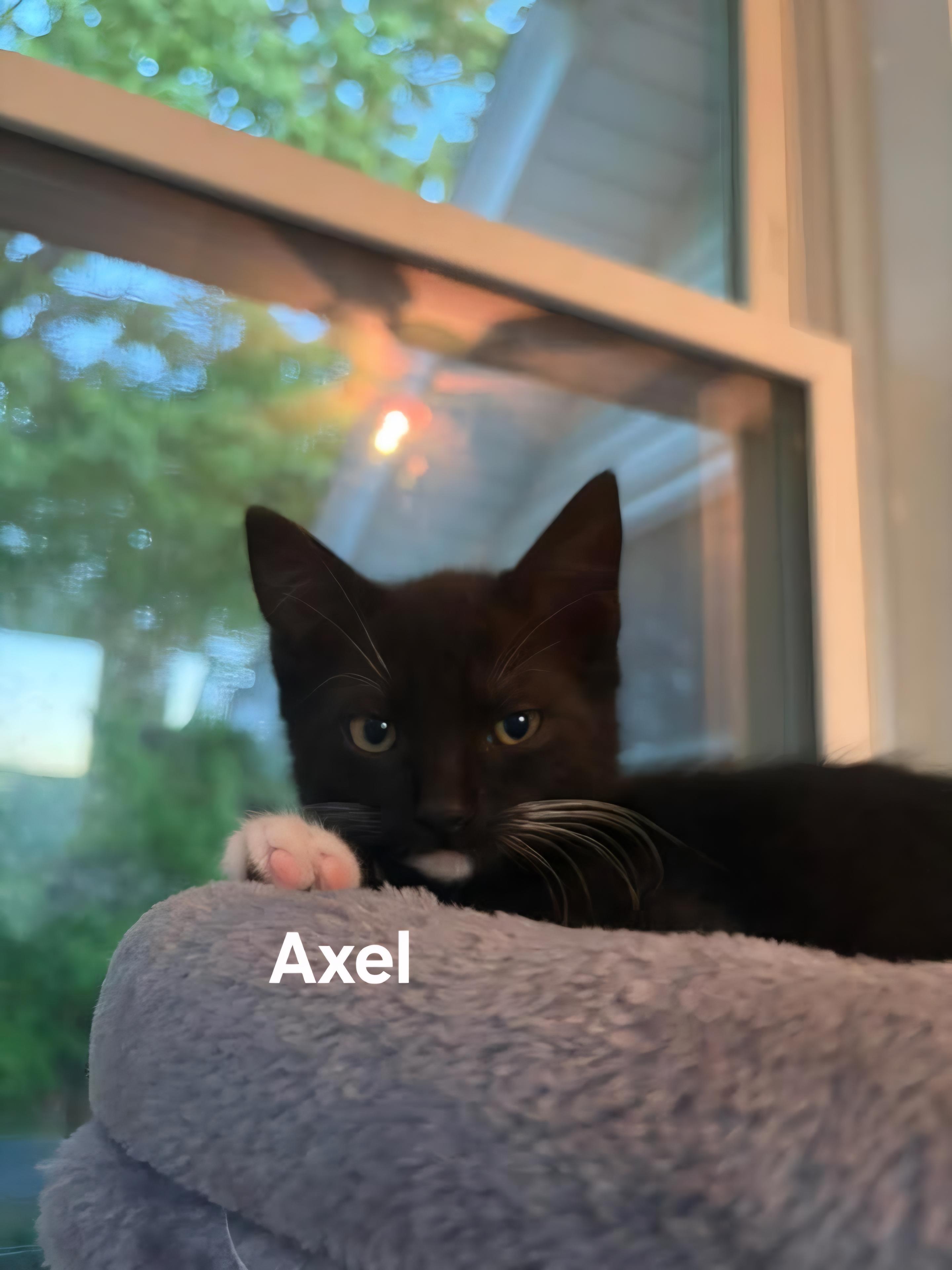 Enlarge Olive (F) & Axel (M), an adopted Domestic Short Hair in Chicopee, MA image 3/5