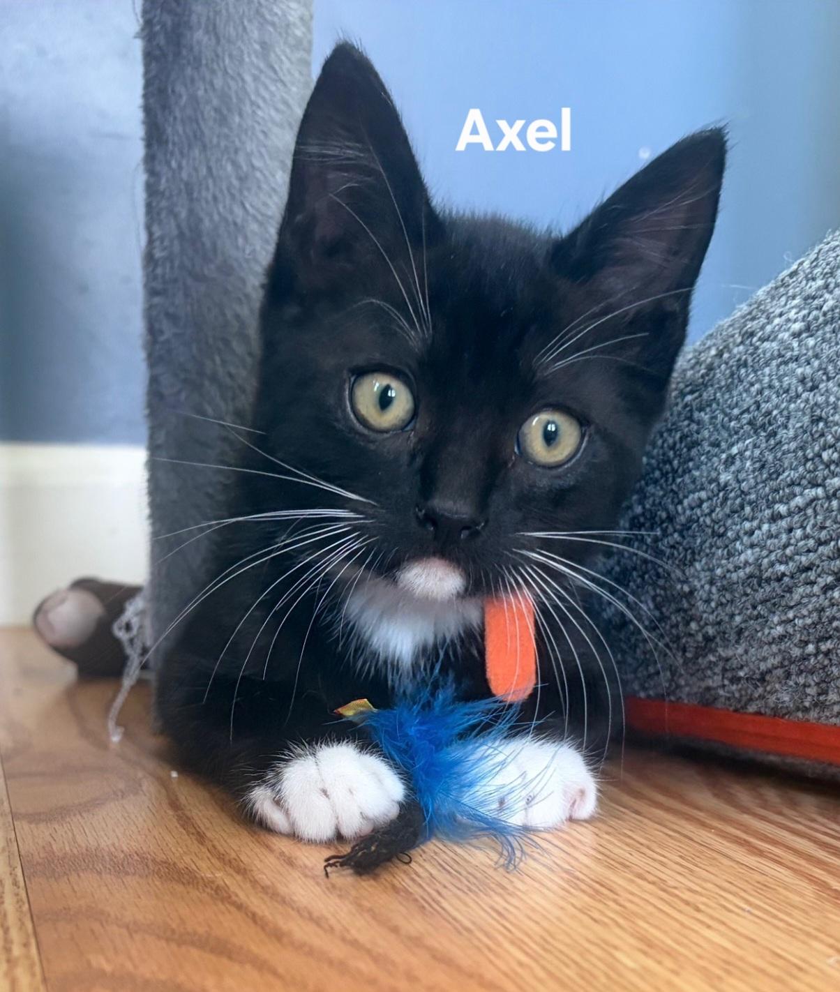 Enlarge Olive (F) & Axel (M), an adopted Domestic Short Hair in Chicopee, MA image 4/5