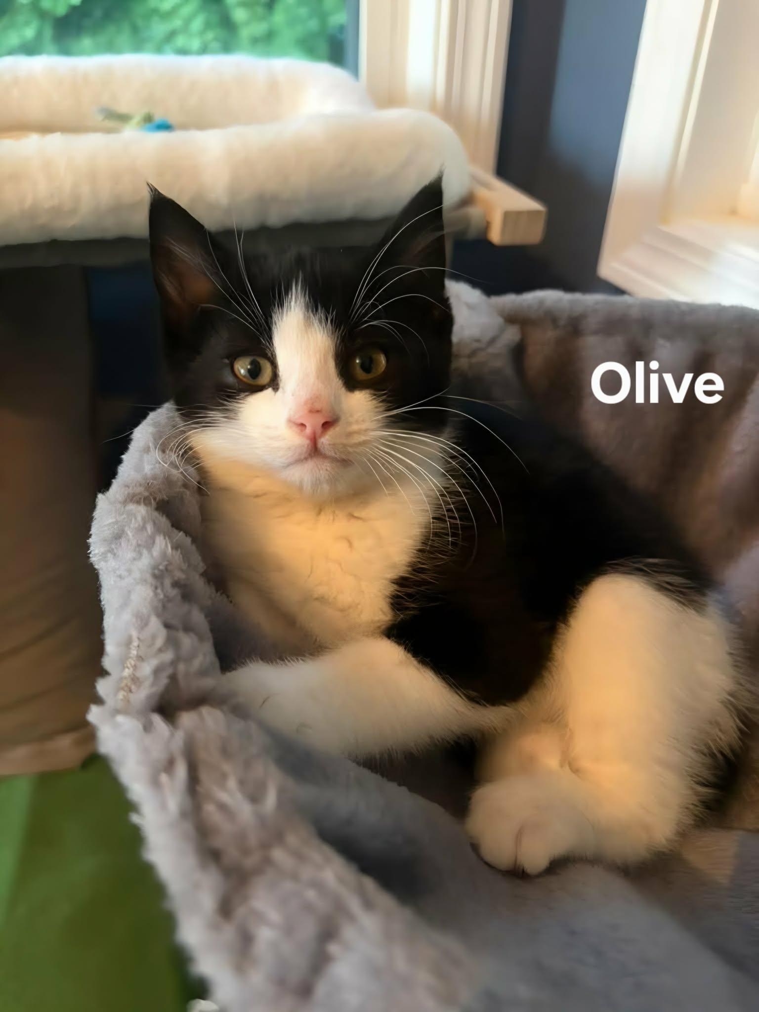 Enlarge Olive (F) & Axel (M), an adopted Domestic Short Hair in Chicopee, MA image 5/5