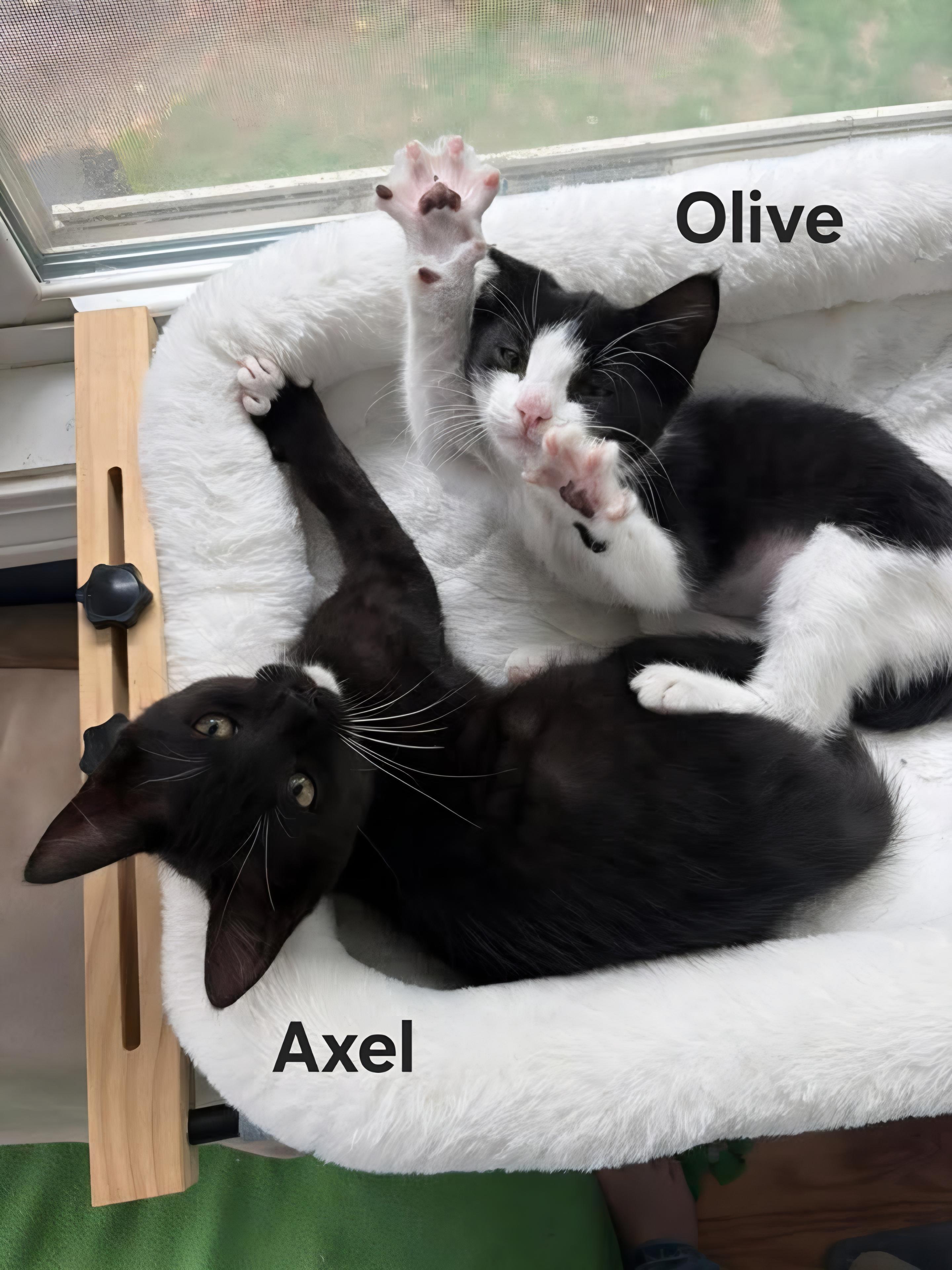 Olive (F) & Axel (M), adopted, Kitten Female Domestic Short Hair.