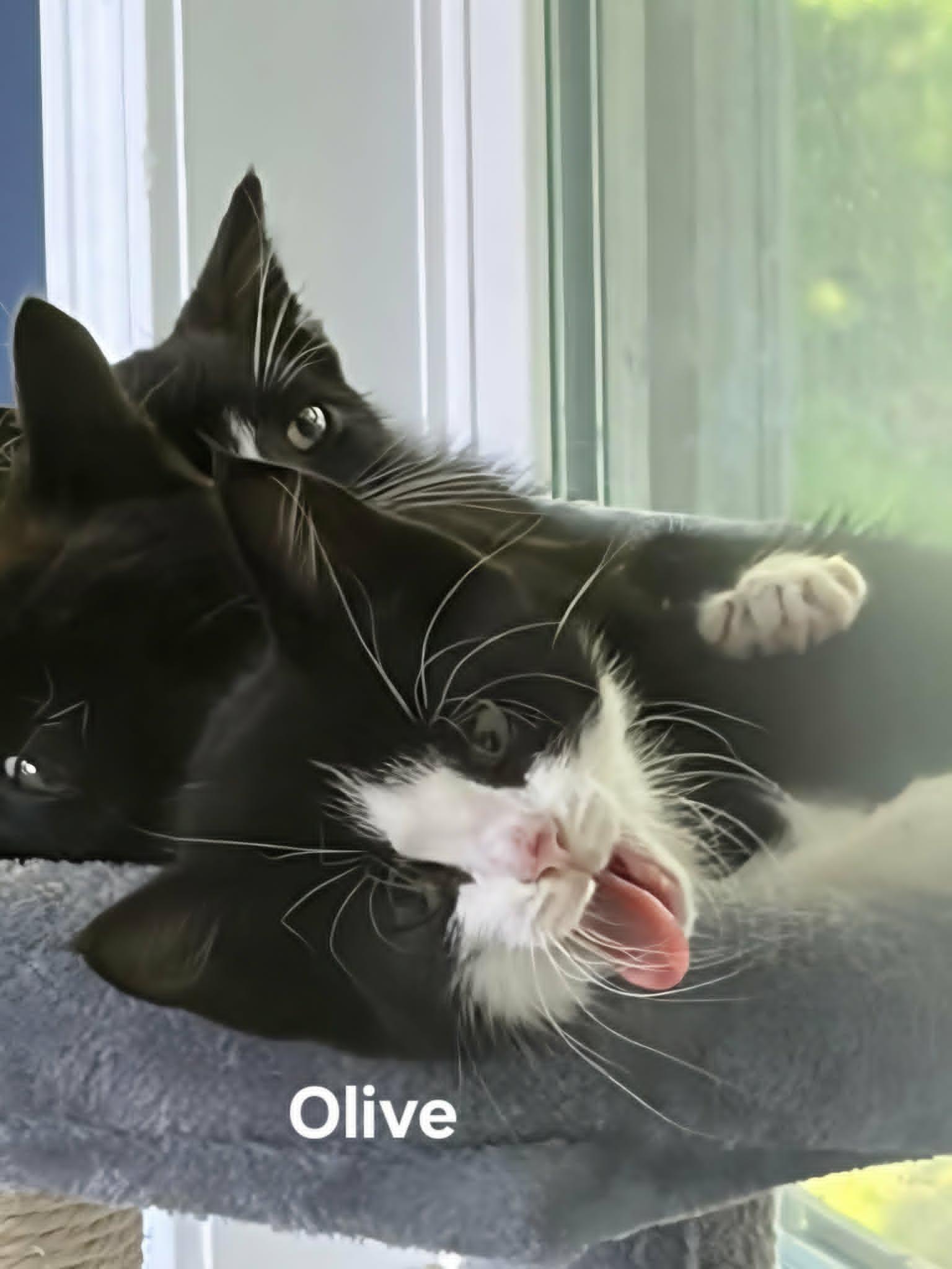Olive (F) & Axel (M), ADOPTABLE, Kitten Female Domestic Short Hair.