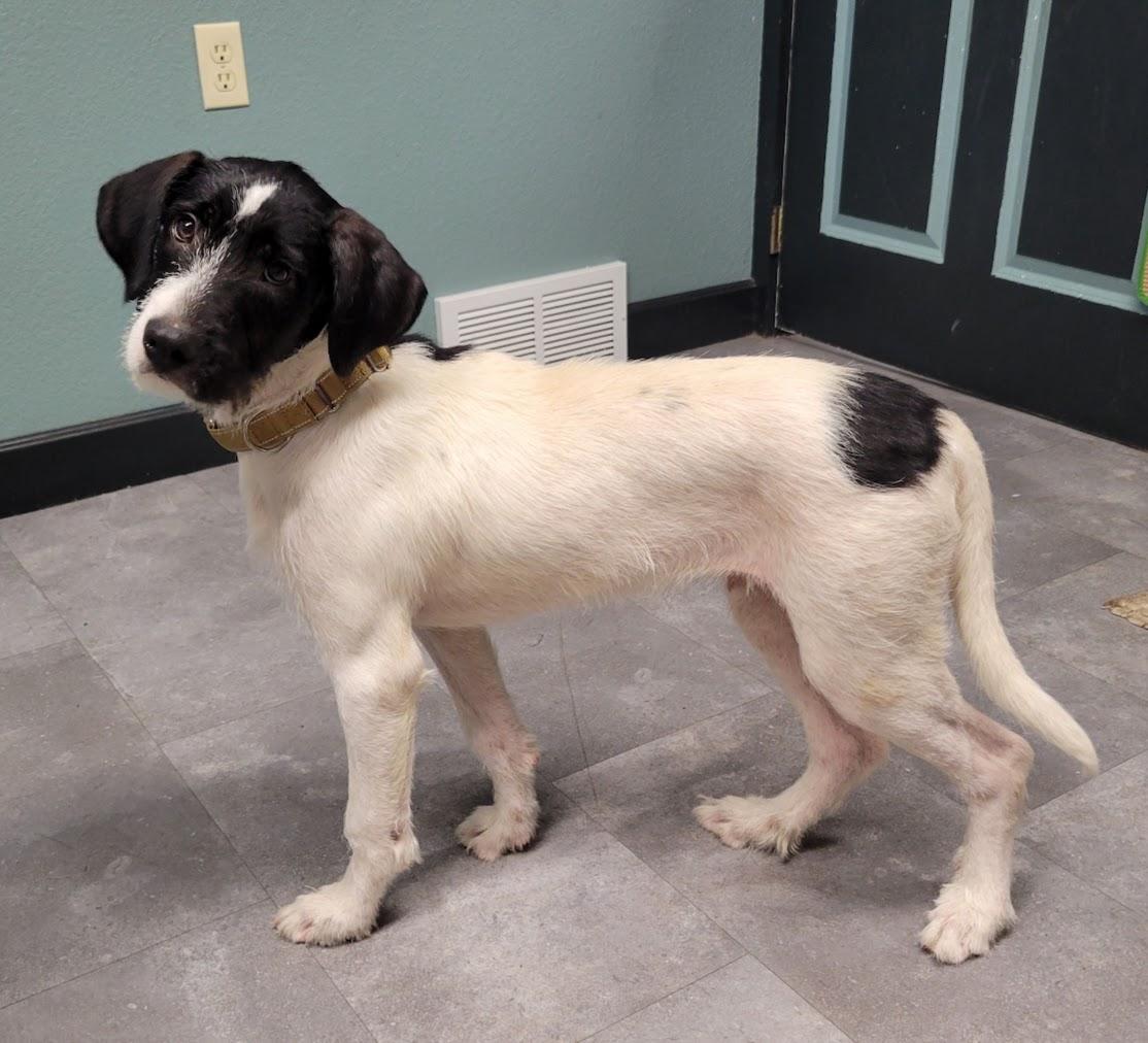 Enlarge Barnaby, a Adoptable mixed breed in Lisbon, OH image 2/2