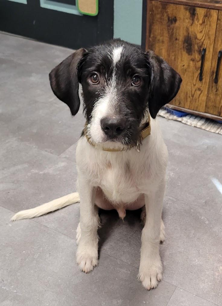 Enlarge Barnaby, a Adoptable mixed breed in Lisbon, OH image 1/2
