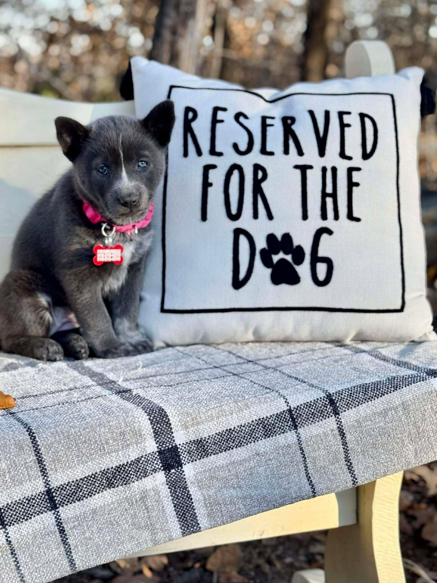 Enlarge Rhythm , a ADOPTABLE mixed breed in Kiowa, OK image 6/6