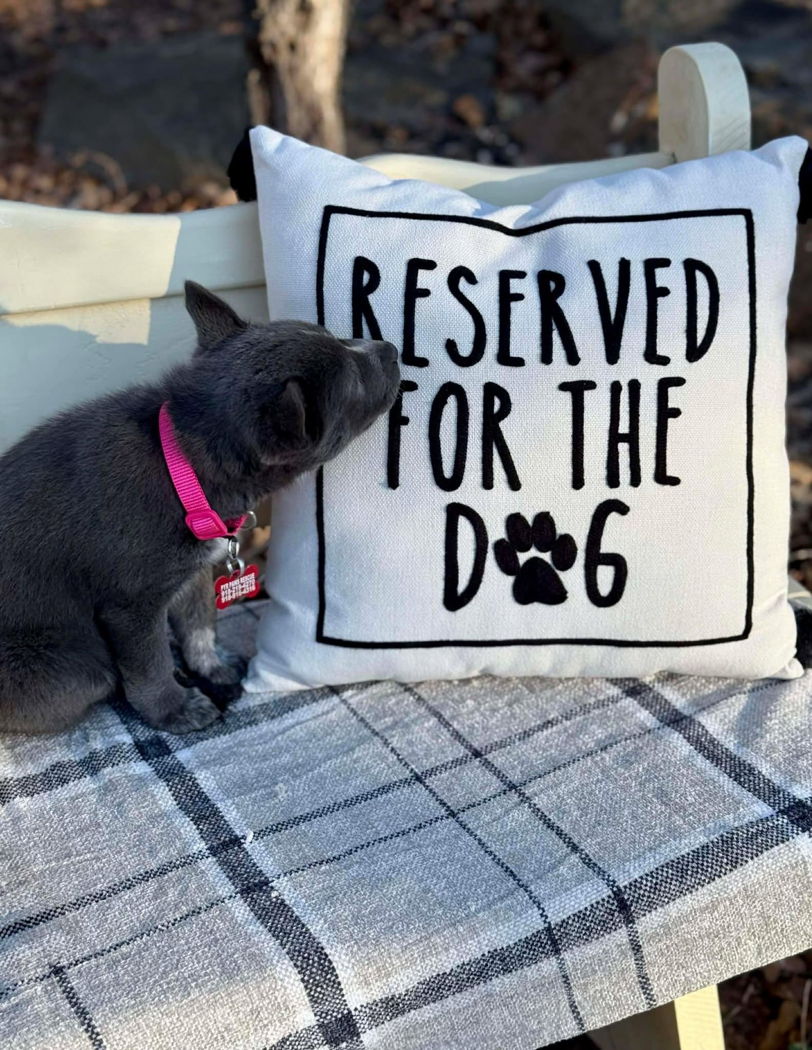 Enlarge Rhythm , a ADOPTABLE mixed breed in Kiowa, OK image 5/6