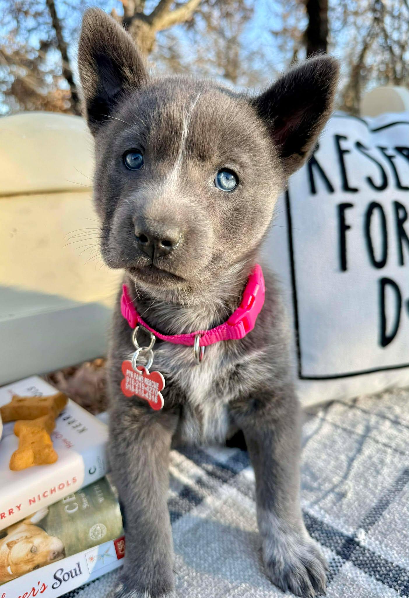 Enlarge Rhythm , a ADOPTABLE mixed breed in Kiowa, OK image 2/6