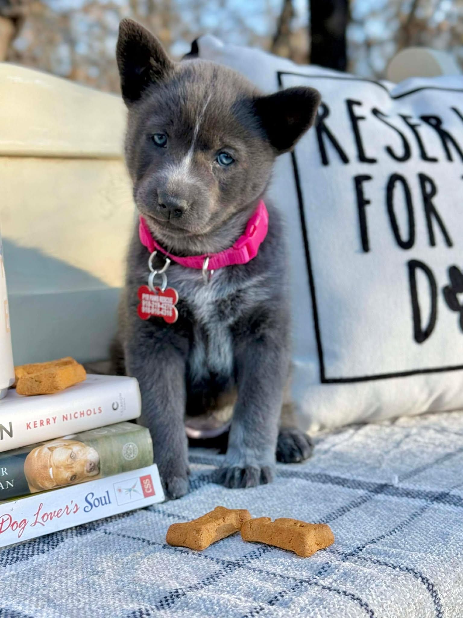 Rhythm , ADOPTABLE, Puppy Female Border Collie.
