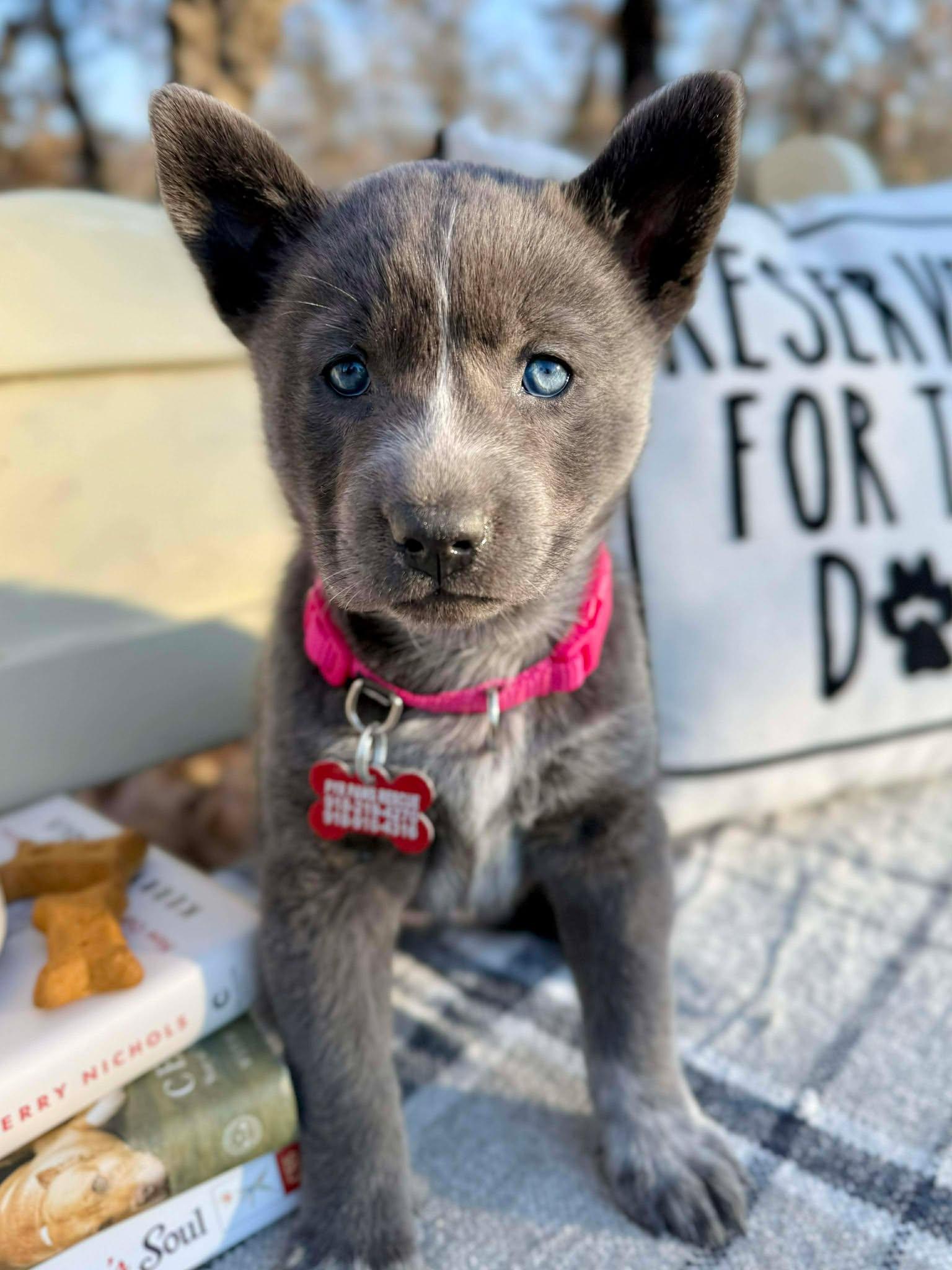 Enlarge Rhythm , a ADOPTABLE mixed breed in Kiowa, OK image 4/6