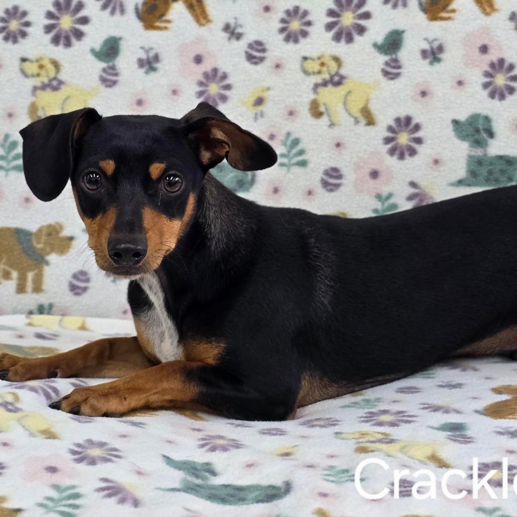 CRACKLE, Adoptable, Young Male Dachshund & Chihuahua.