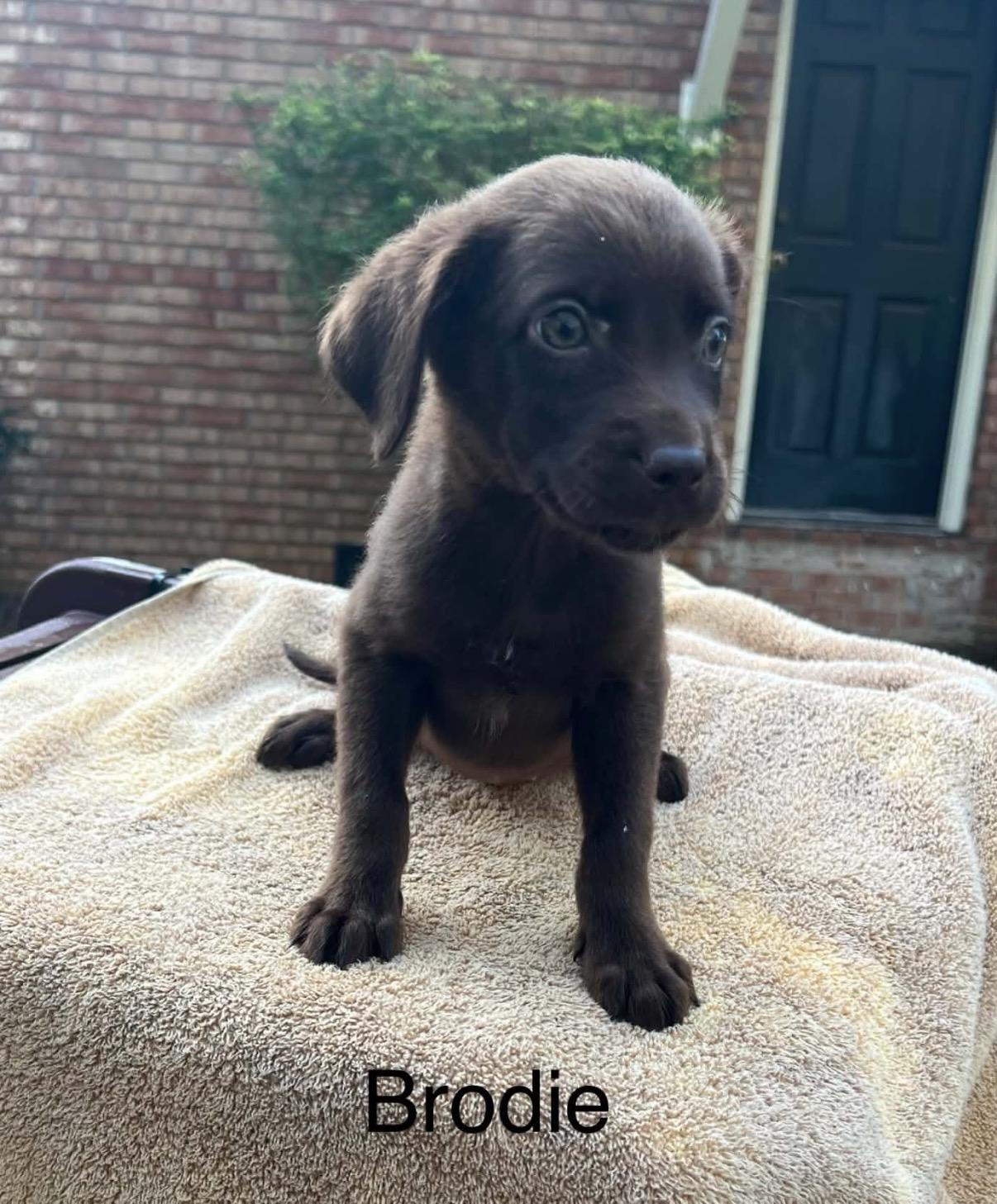 Brodie, Adoptable, Puppy Male Spaniel & Chocolate Labrador Retriever.