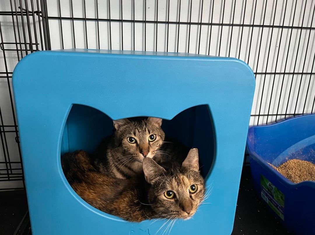 Tori & Malachi- BONDED PAIR, Adoptable, Adult Female Domestic Short Hair.