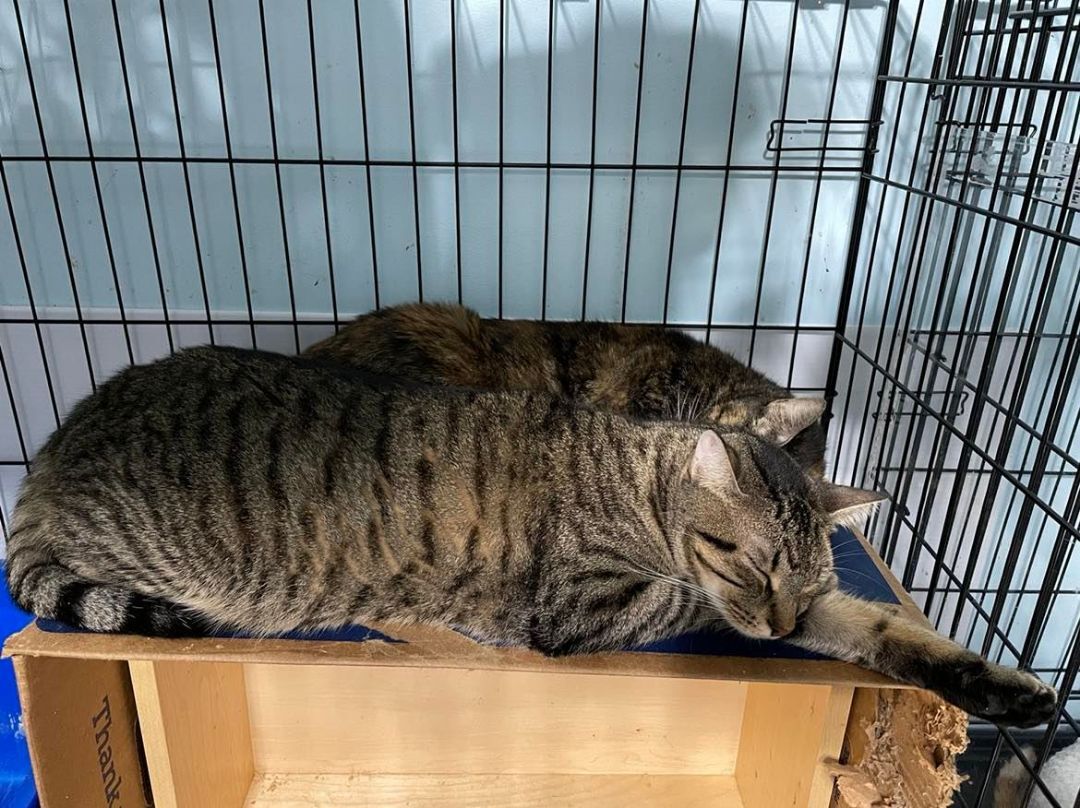 Tori & Malachi- BONDED PAIR, a Adoptable Domestic Short Hair in Woodstock, CT image 3/6