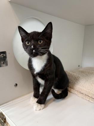 Nathan, Adoptable, Kitten Male Domestic Short Hair & Domestic Short Hair.