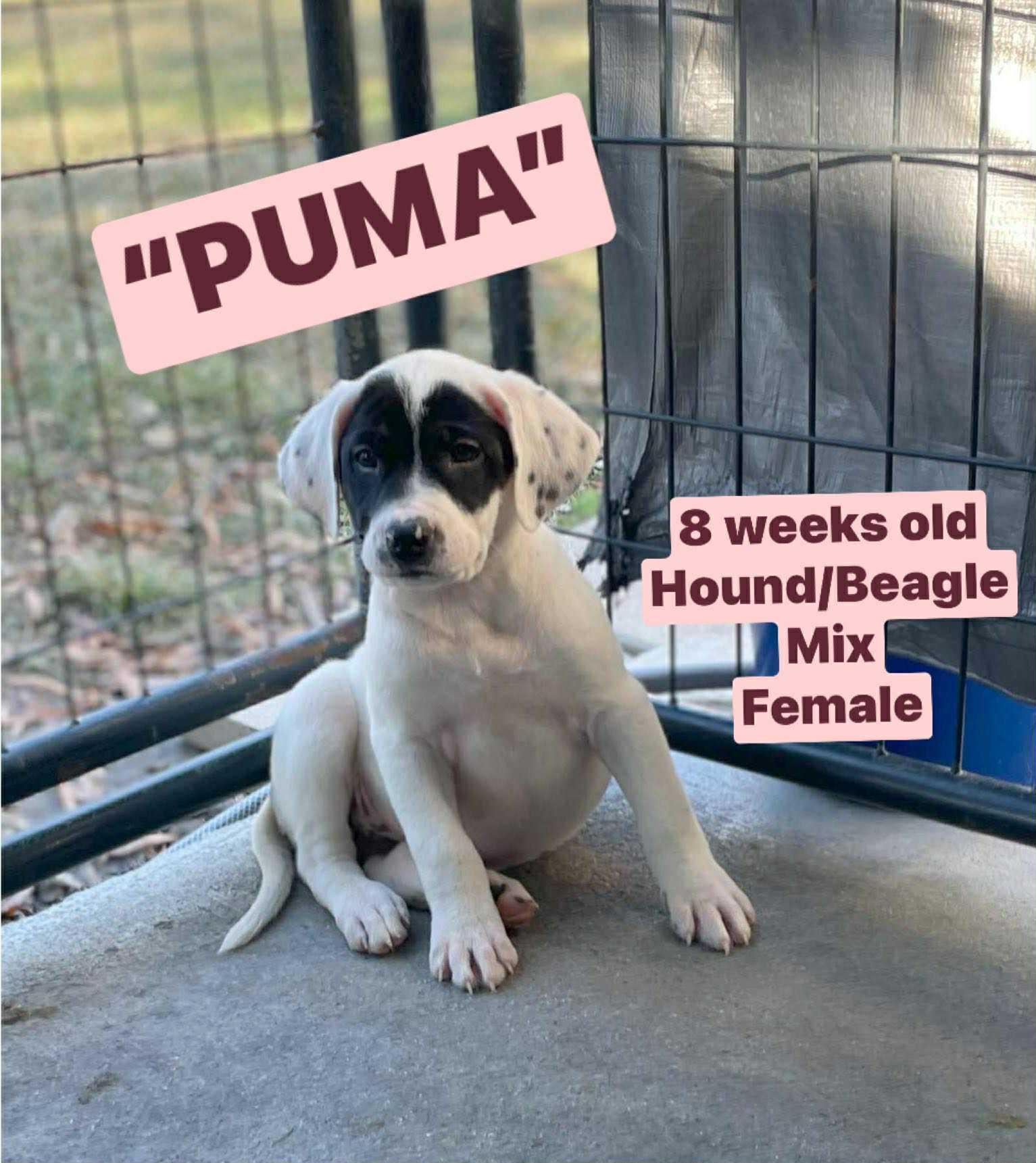 “PUMA”