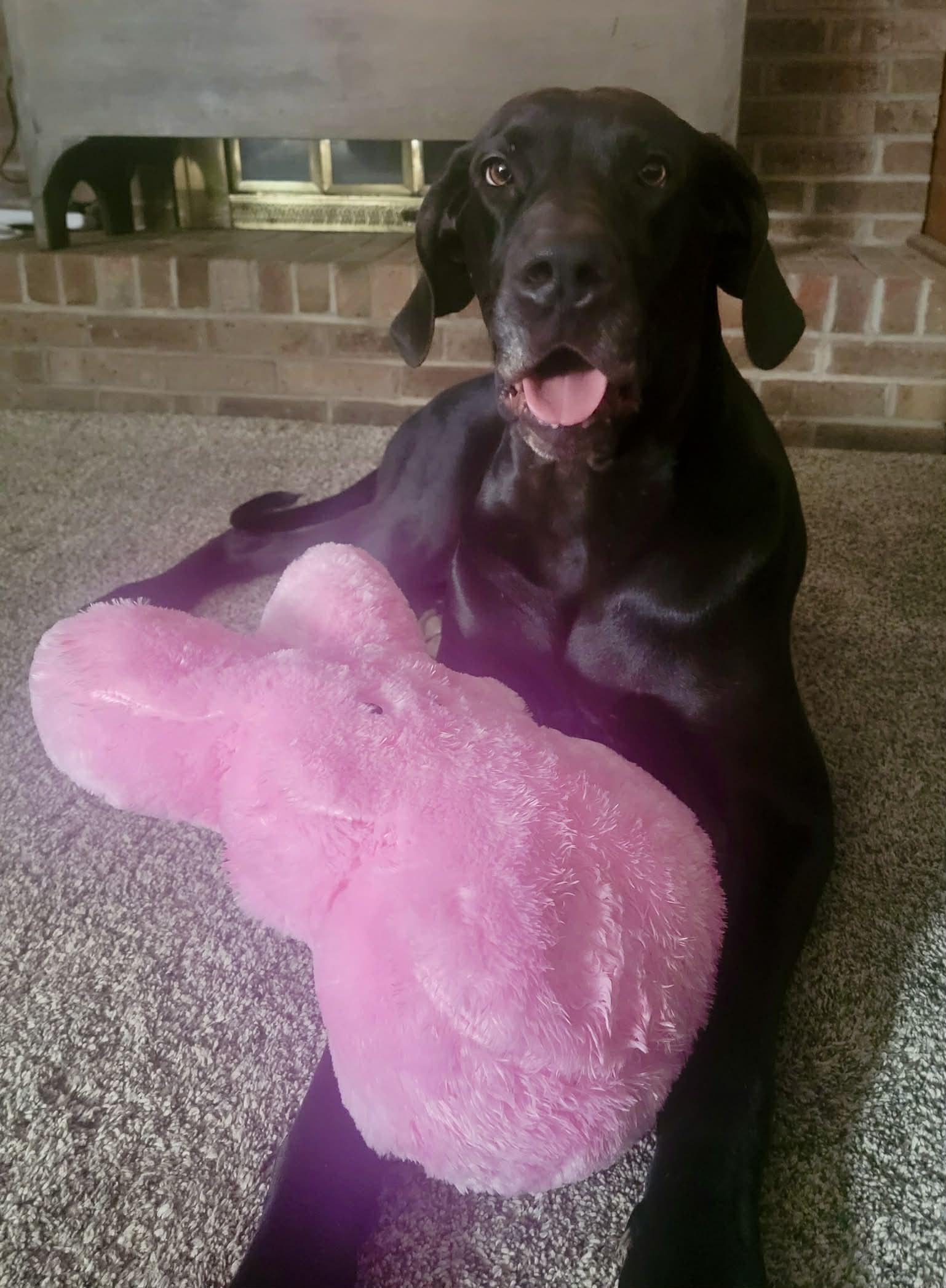 Enlarge Hazel Grace, a ADOPTABLE Great Dane in Frankfort, KY image 3/4