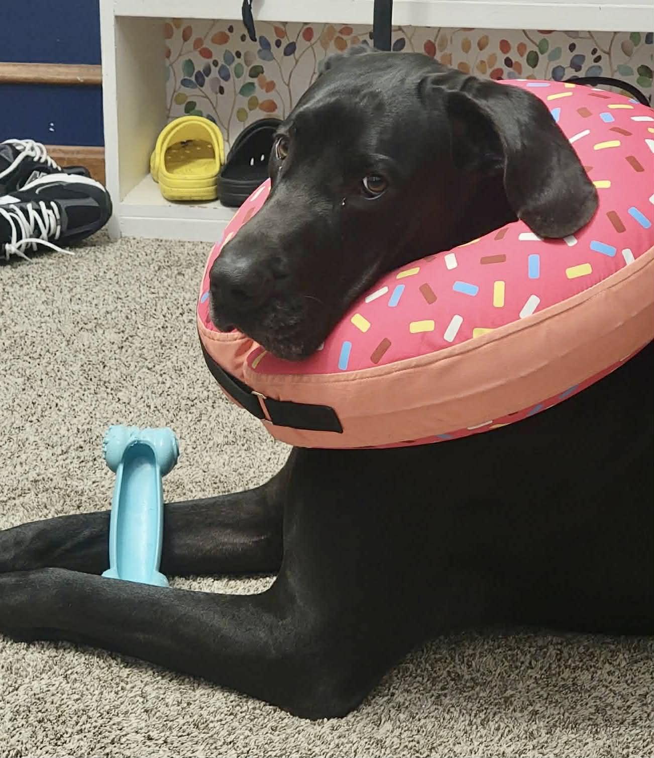 Hazel Grace, ADOPTABLE, Adult Female Great Dane.