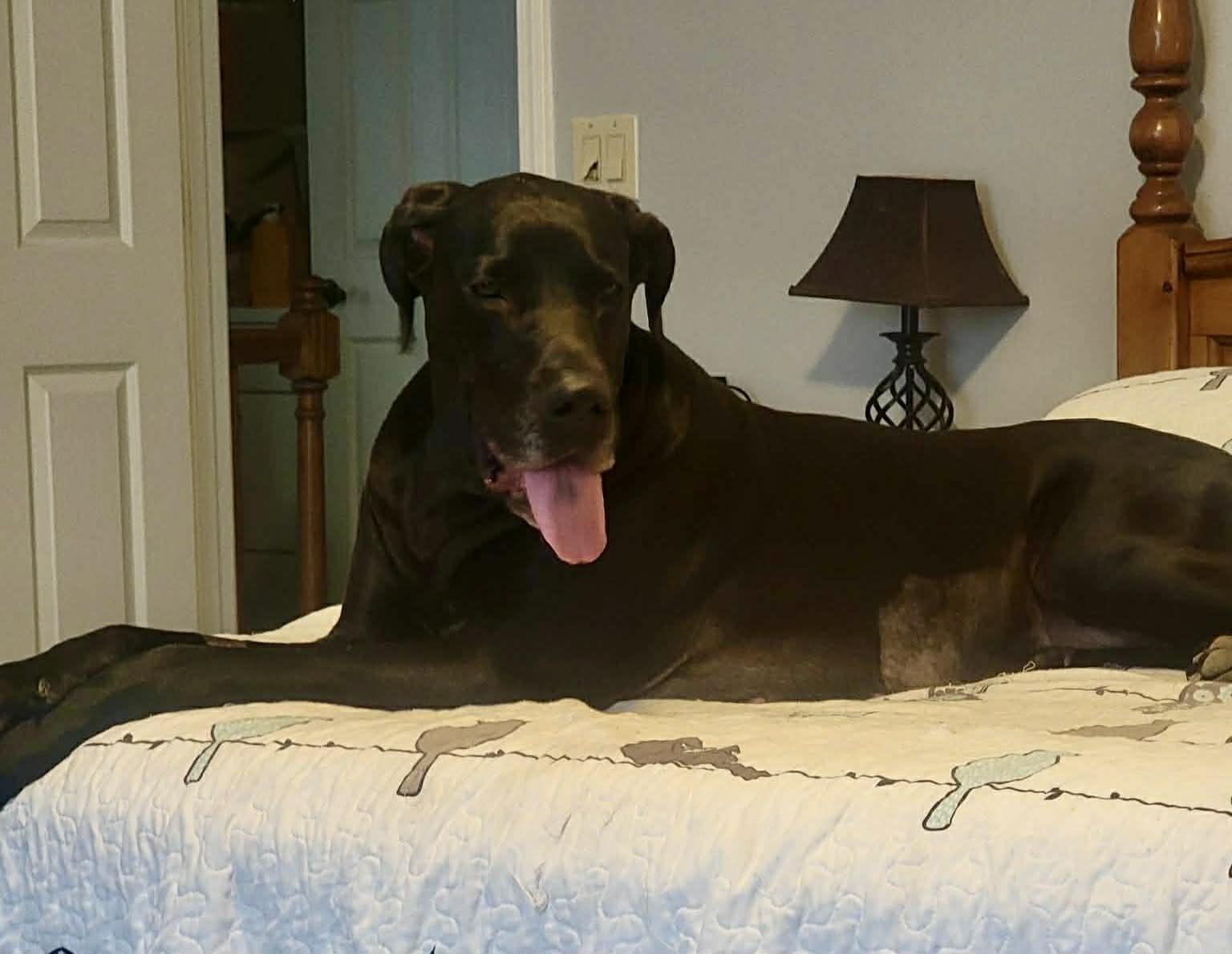 Enlarge Hazel Grace, a ADOPTABLE Great Dane in Frankfort, KY image 2/4