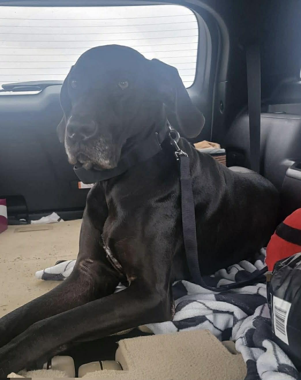 Enlarge Hazel Grace, a ADOPTABLE Great Dane in Frankfort, KY image 4/4