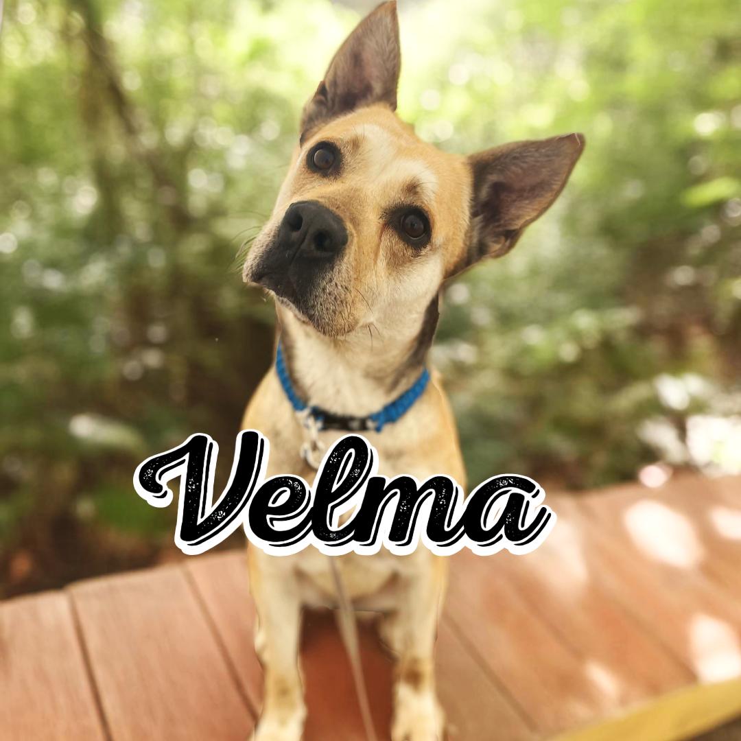 Velma, an adoptable Mixed Breed in Great Falls, MT, 59405 | Photo Image 2