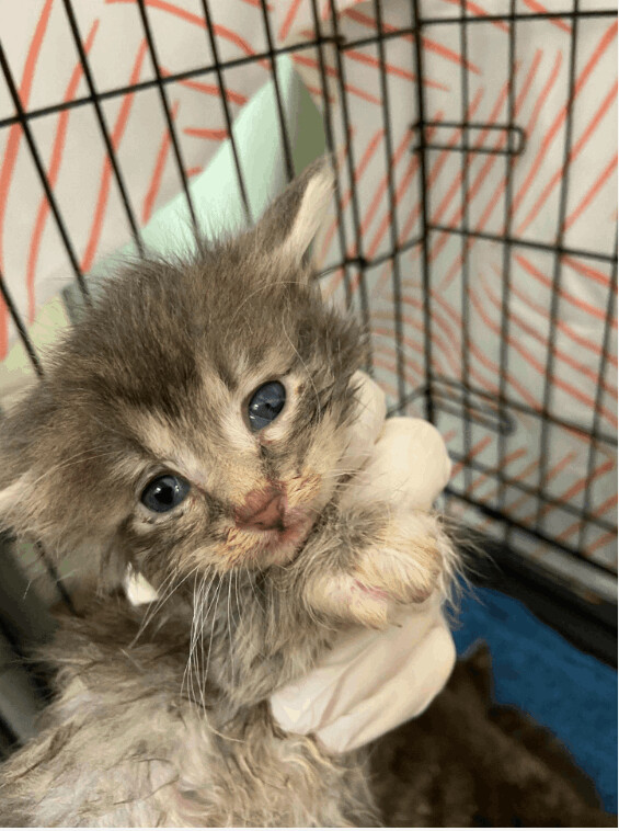 Nash, an adoptable Domestic Short Hair in Chicago, IL_image-1