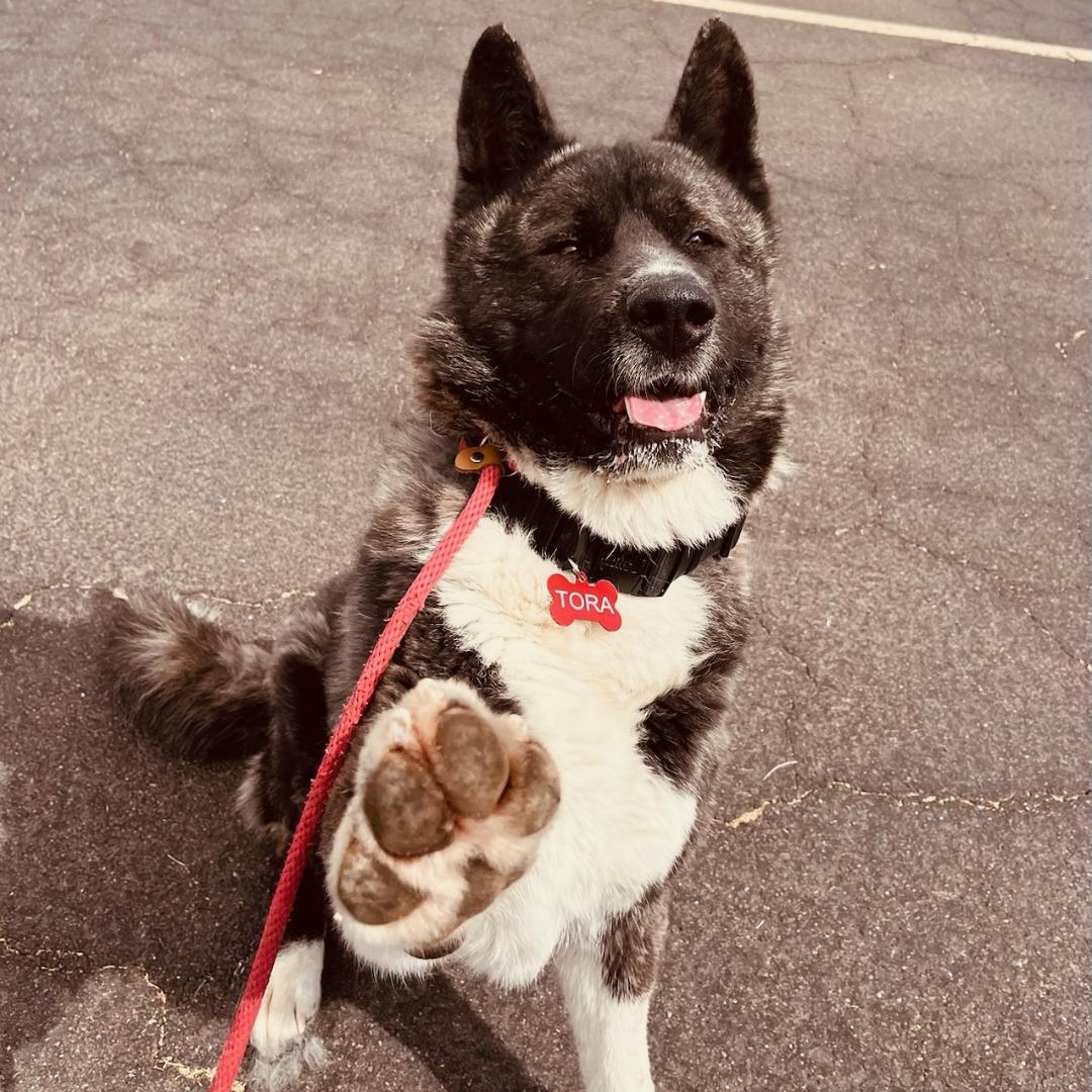 Enlarge Tora, a Adopted Akita in Queen Creek, AZ image 4/6