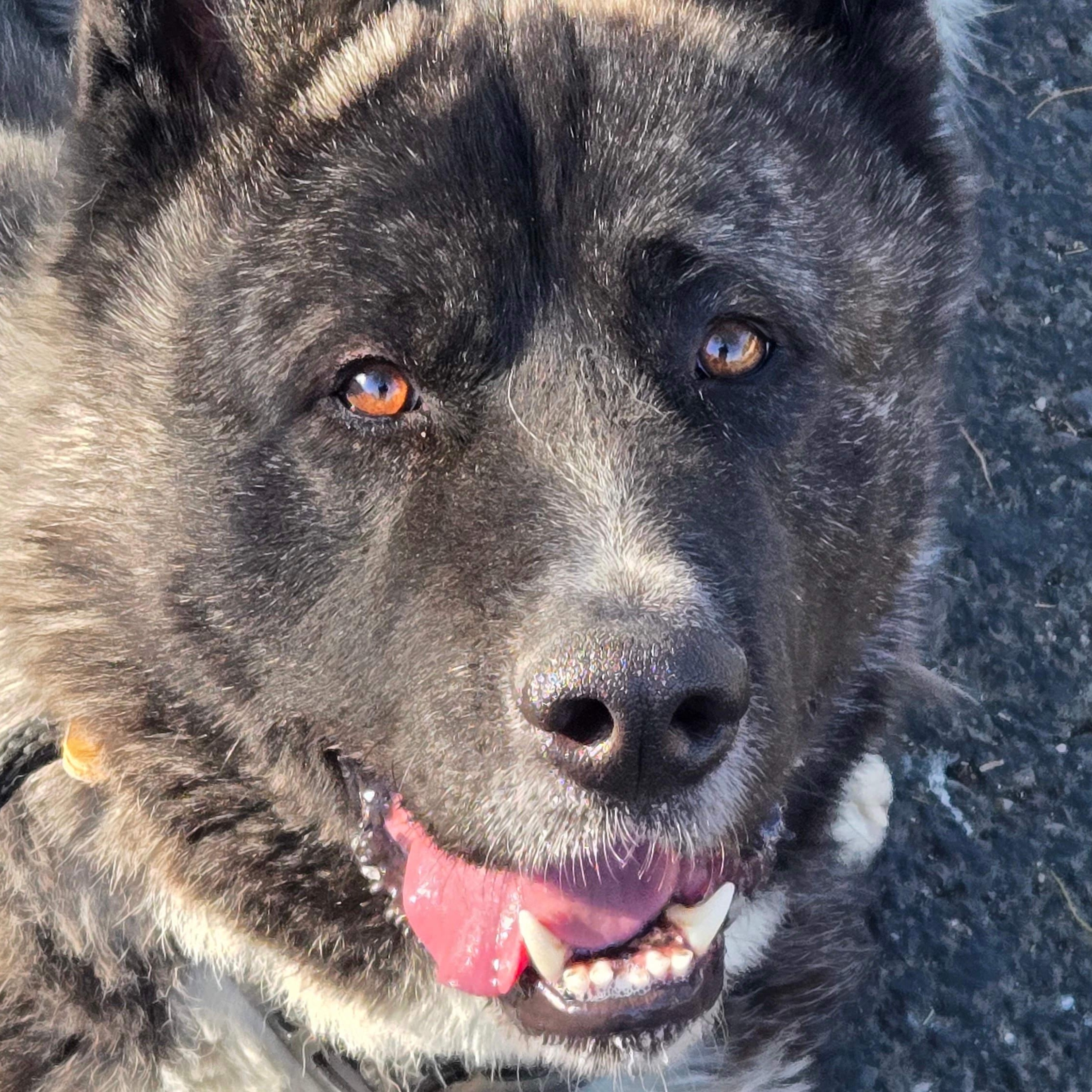 Enlarge Tora, a Adopted Akita in Queen Creek, AZ image 1/6