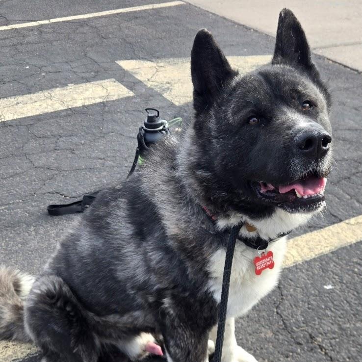 Enlarge Tora, a Adopted Akita in Queen Creek, AZ image 6/6